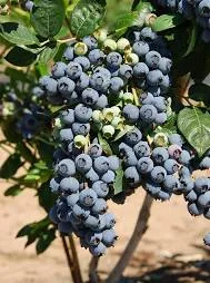  Блюголд (Bluegold) 