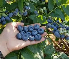 Бонус» (Bonus) 