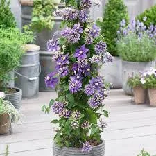 КЛЕМАТИСЫ 2 группа