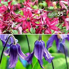 КЛЕМАТИСЫ 3 группа