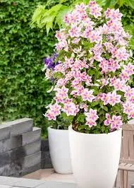 КЛЕМАТИСЫ 1 группа