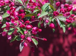 Недзвецкого (Malus niedzwetzkyana)