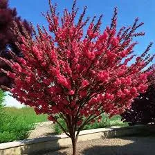 Роялти» (Malus 'Royalty') 