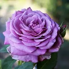 Лунгдум Lugdunum