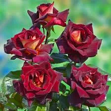 Фото 2