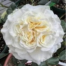 Вайт Эшли (White Ashley) 