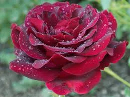 Эпоха Мондадори» (Epoca Mondadori) 