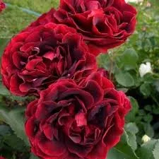 Фото 2