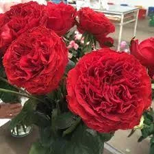 Самарканда (Samarcanda) 