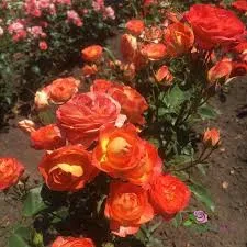 Фото 2