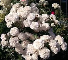 Фото 2