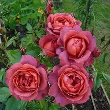 Фото 2