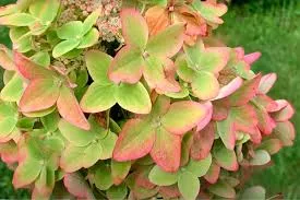 Металлика» (Hydrangea paniculata Metallica)