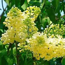 Примроуз» (Primrose) 