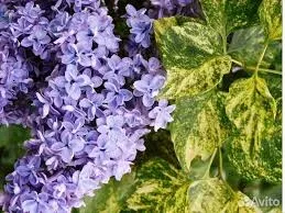 Аукубафолия (Aucubaefolia')