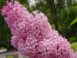 Венгерская (josikaea) 