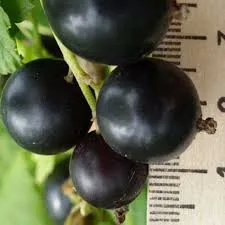 Русалка