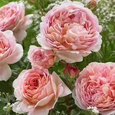  Абрахам Дерби (Abraham Darby) 