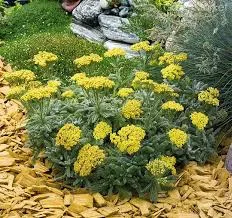 Achillea tomentosa)