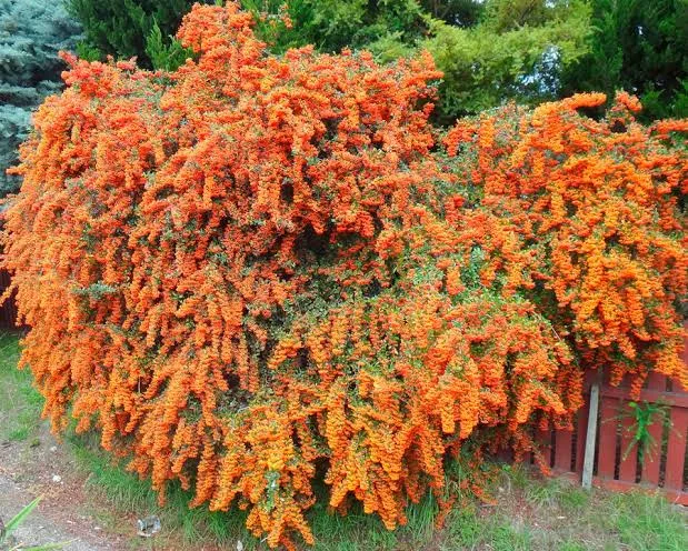 Пираканта (Pyracantha)