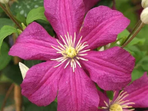 Ремембранс» (Clematis Remembrance)
