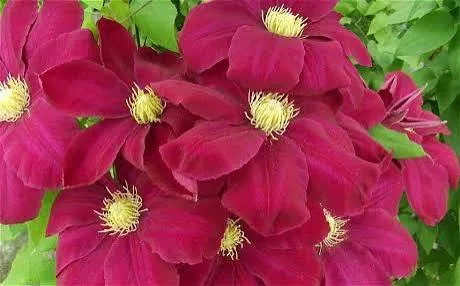 Хоши-но-Фламенко» (Clematis Hoshi-no-flamenco) 