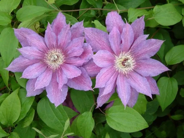 Кэтлин Данфорд» (Clematis Kathleen Dunford) 