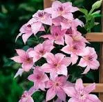 Пинк Фэнтези» (Clematis Pink Fantasy)