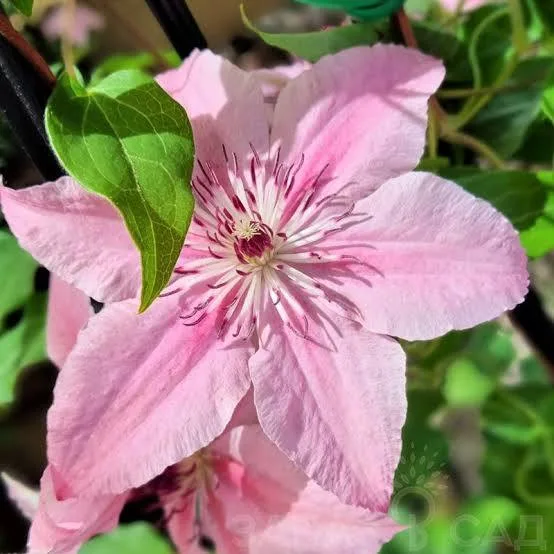 Фото 2