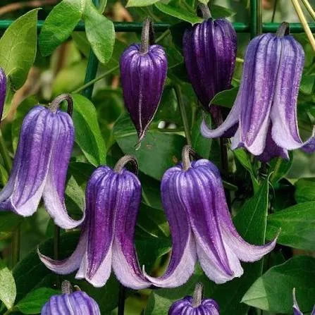 Фасцинейшн» (Clematis Fascination) 