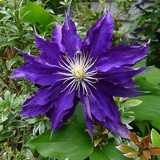 Хакуокан» (Clematis 'Hakuookan') 