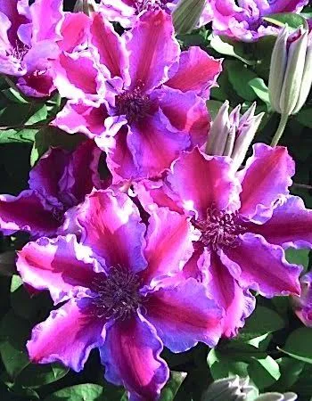 Клематис «Тюдор» (Clematis 'Tudor') 