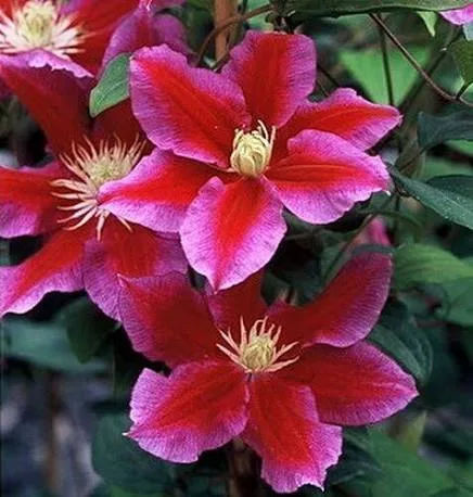 Клематис «Хания» (Clematis Hania)