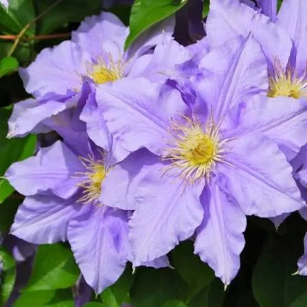 Клематис «Паола» (Clematis Paola)
