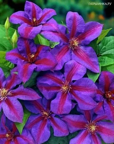 Клематис «Миссис Томпсон» (Clematis 'Mrs. N. Thompson') 