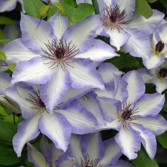 Клематис «Иван Олссон» (Clematis Ivan Olsson) 