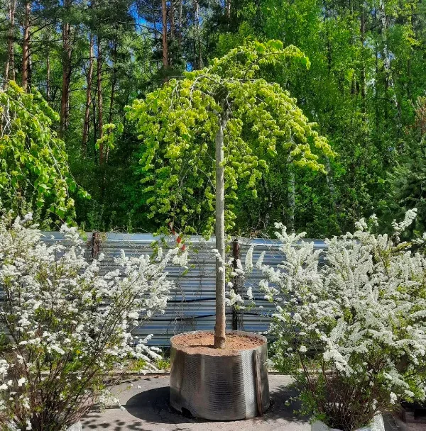 Вяз мелколистный (Ulmus parvifolia)