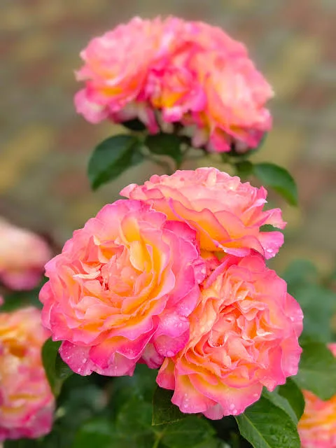 Фото 2