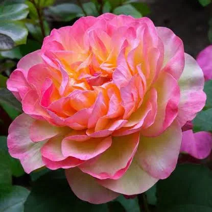 Фото 3