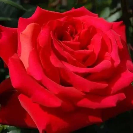 Гранд Аморе (Grande Amore)