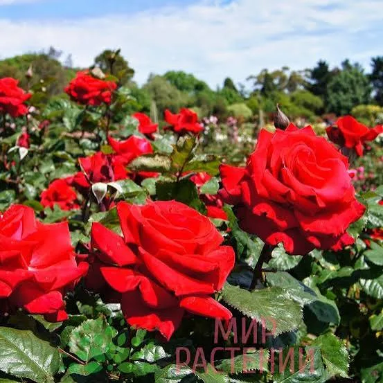 Фото 2