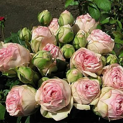 Фото 2