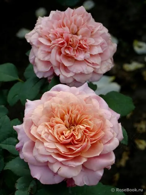 Фото 2