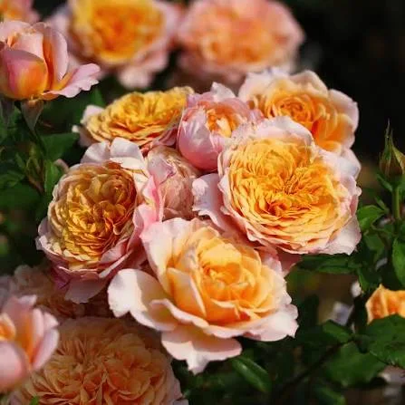 Фото 2