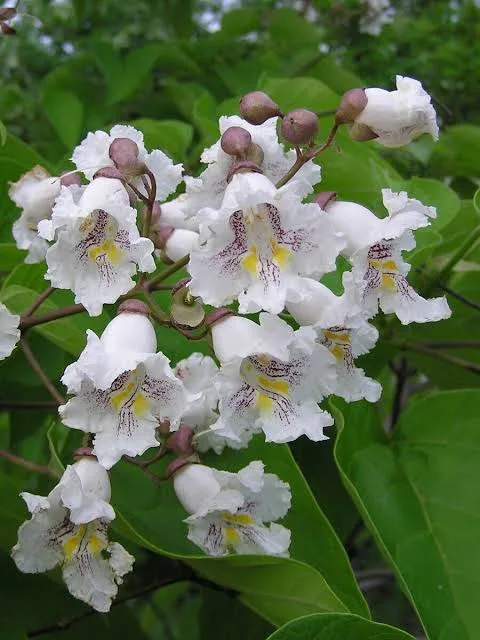 Катальпа бигнониевидная ( Catalpa bignonioides)