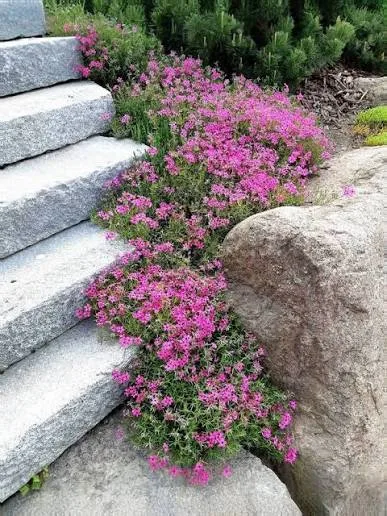 Гипсофила ползучая розовая (Gypsophila repens)