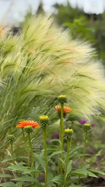 Ячмень гривастый (Hordeum jubatum)