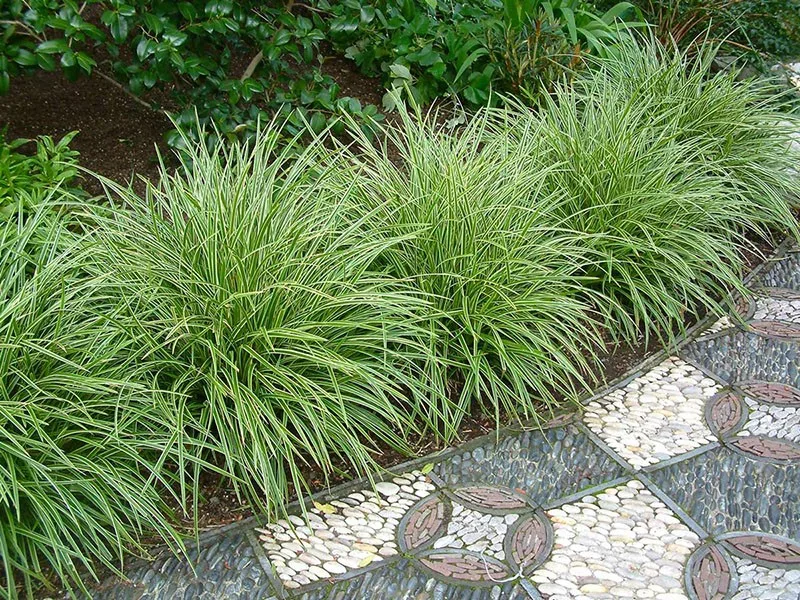 Осока Грея (лат. Carex grayi)
