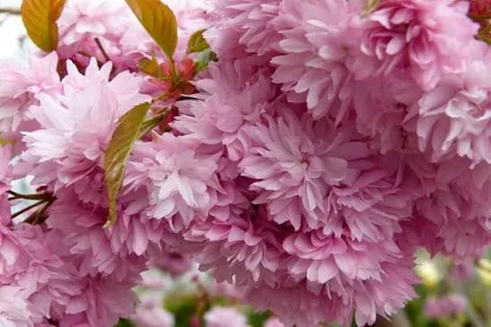 Сакура Кику-Шидаре ( 'Kiku-shidare-zakura')