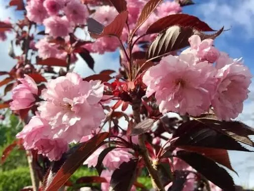Сакура Роял Бургунди (лат. Prunus serrulata 'Royal Burgundy')